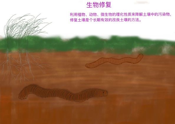 0387-能源、生活与绿色发展不可分割(张奕玮)(图文）4生物修复.jpg