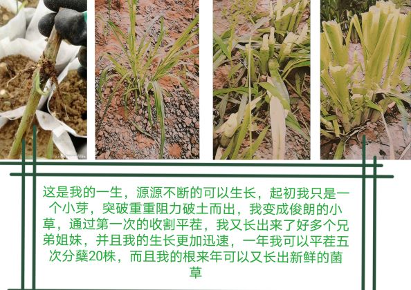 0388-中国梦·菌草梦(白茹梦)(图文)02.jpg