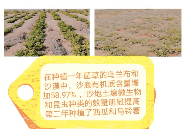 0388-中国梦·菌草梦(白茹梦)(图文)06.jpg
