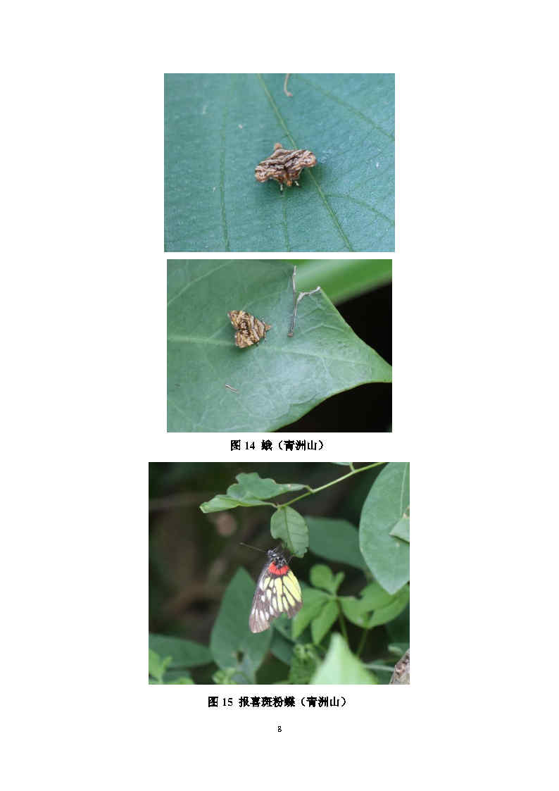 4-1城市常见昆虫生态图谱资源_Page8.jpg