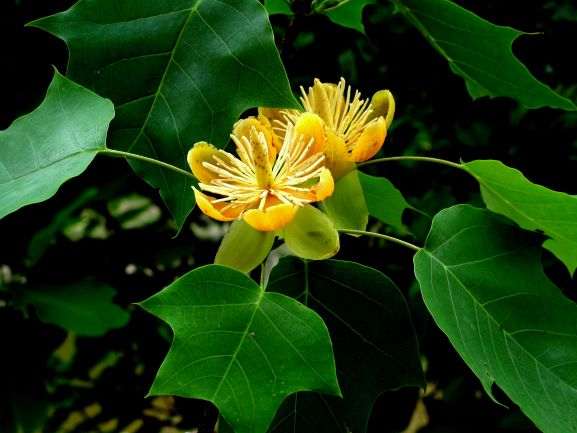 1国家二级保护重点植物——鹅掌楸.jpg