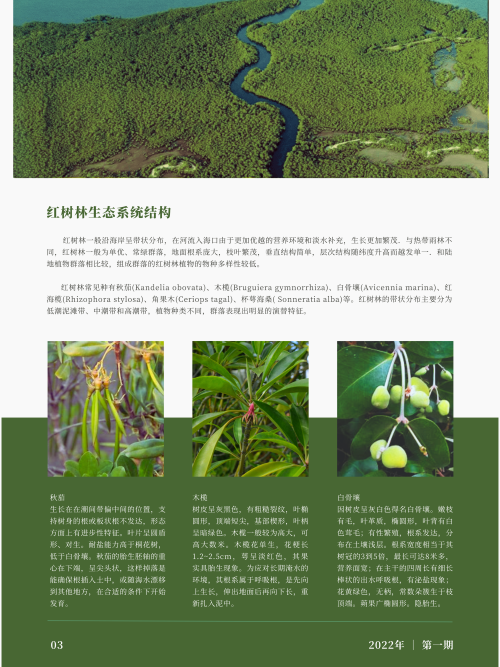 0264-红树林湿地· 温澜潮生(李田雨)(图文)3.png