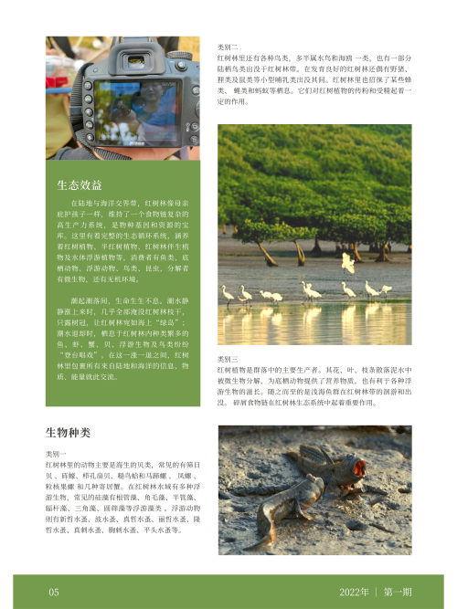 0264-红树林湿地· 温澜潮生(李田雨)(图文)5.png