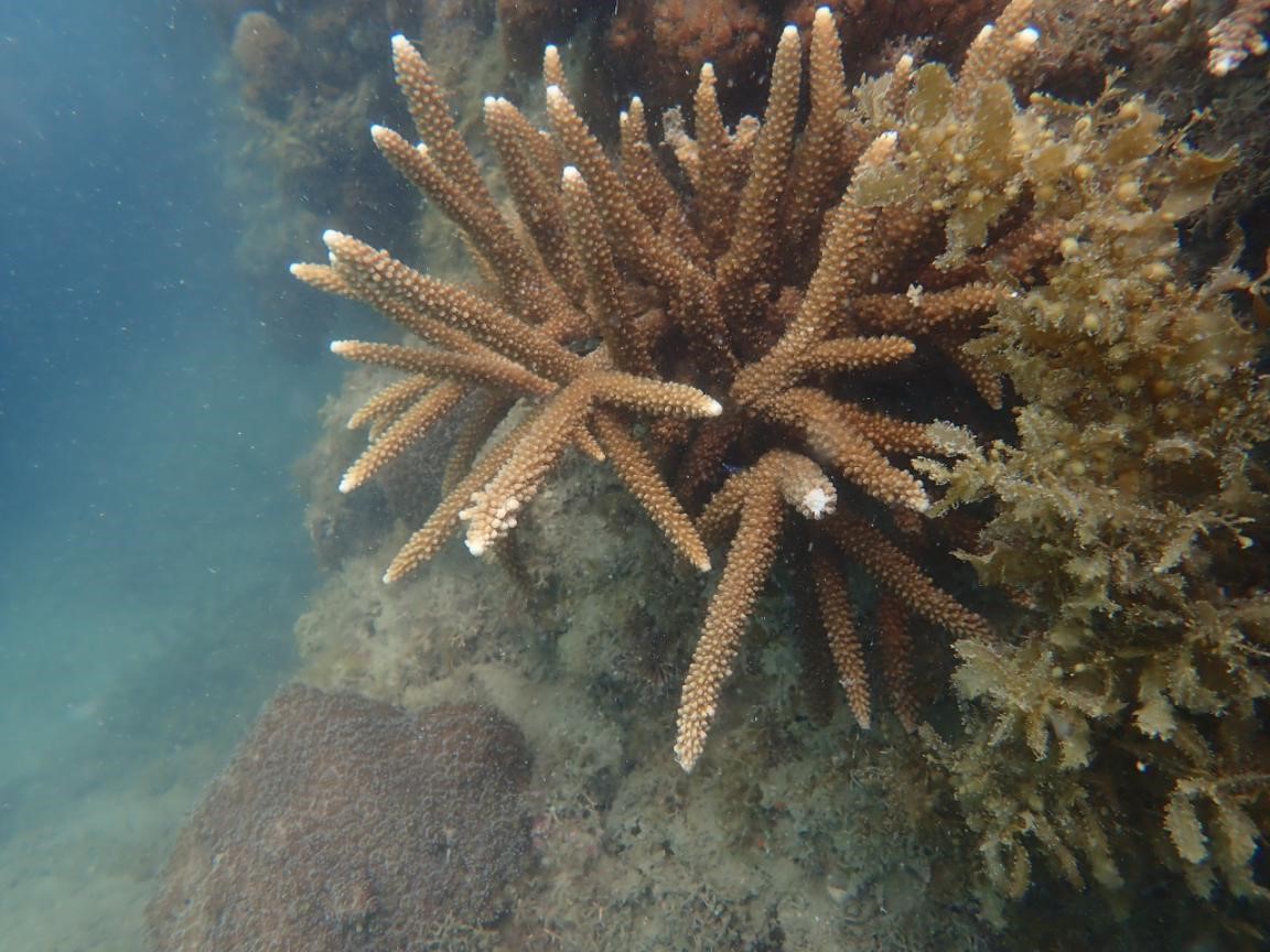 Acropota muricata 美丽鹿角珊瑚.jpg
