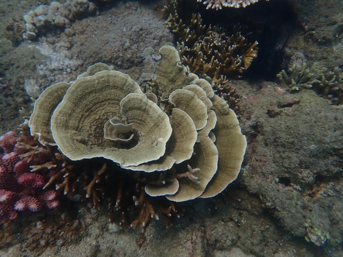 Montipora aequituberculata 瘿叶蔷薇珊瑚.jpg