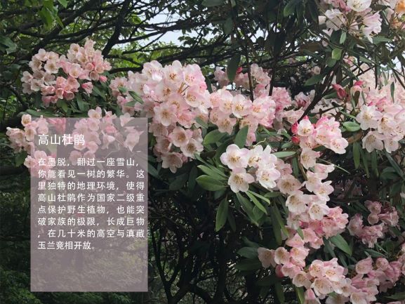 0205-隐秘的莲花(王钺童)(图文)3.jpg