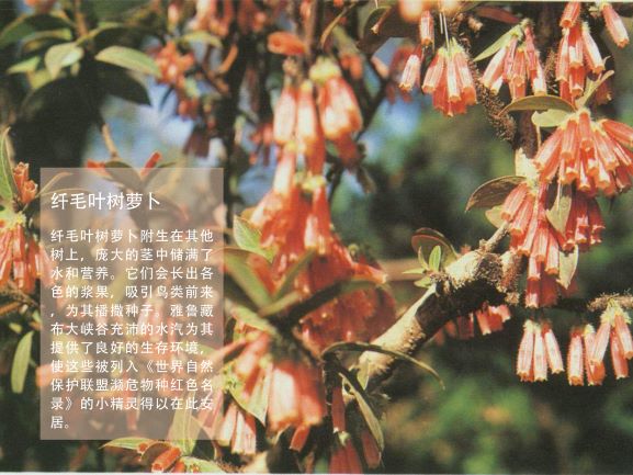 0205-隐秘的莲花(王钺童)(图文)4.jpg