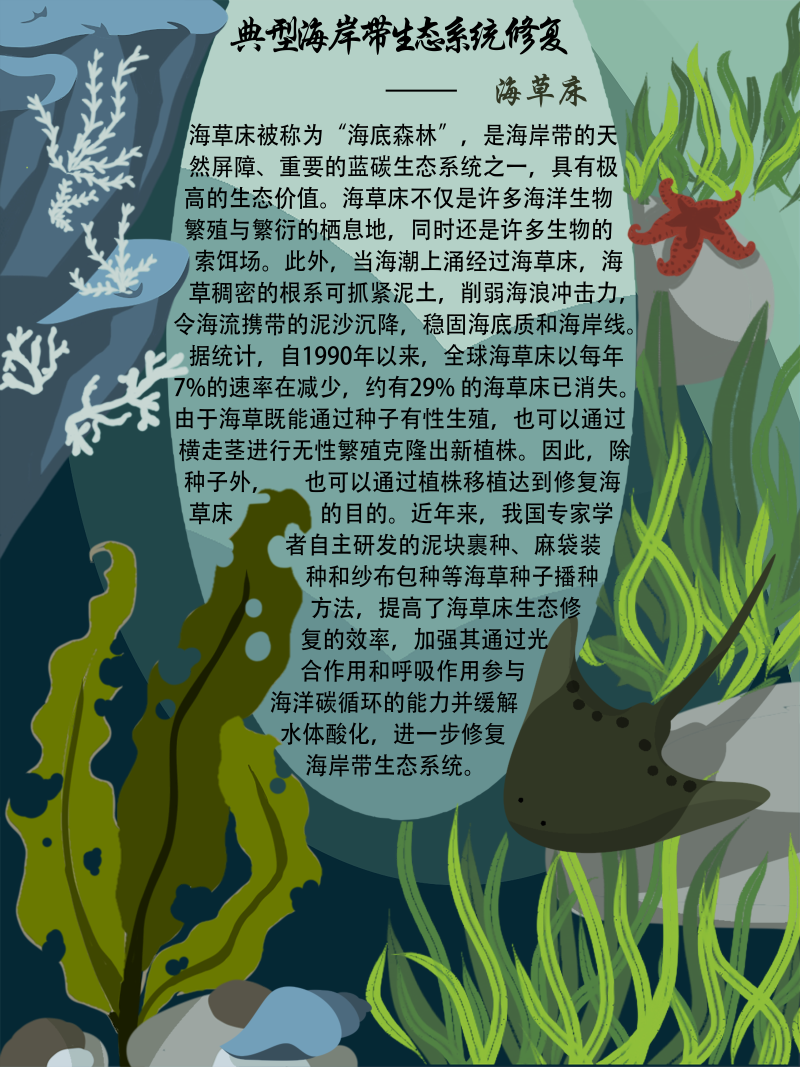 0267-修复与治理海岸带生态系统(谢依霖、吕威娜、金玫彤、徐洋、曹艺玮、郝雅琪)(图文)8-典型生态系统修复—海草床.png