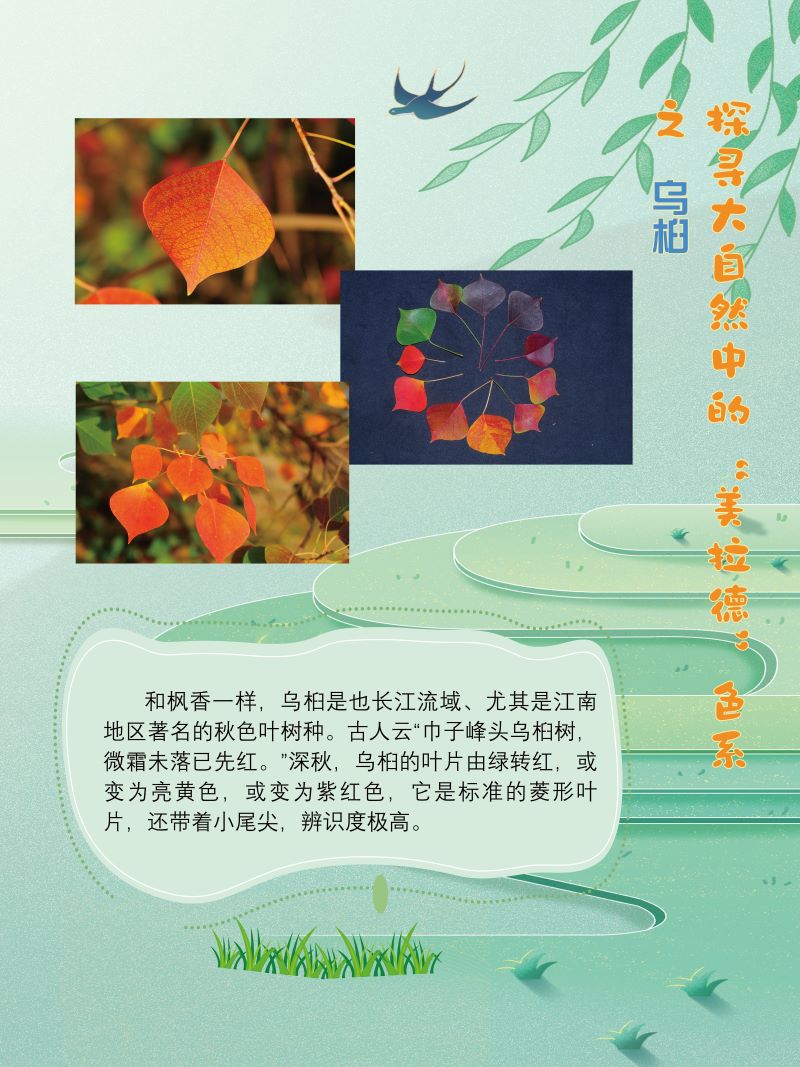 0273-探寻大自然中的“美拉德”色系(植物篇)(韩玉洁、张文文、朱晓彤)(图文)5.jpg