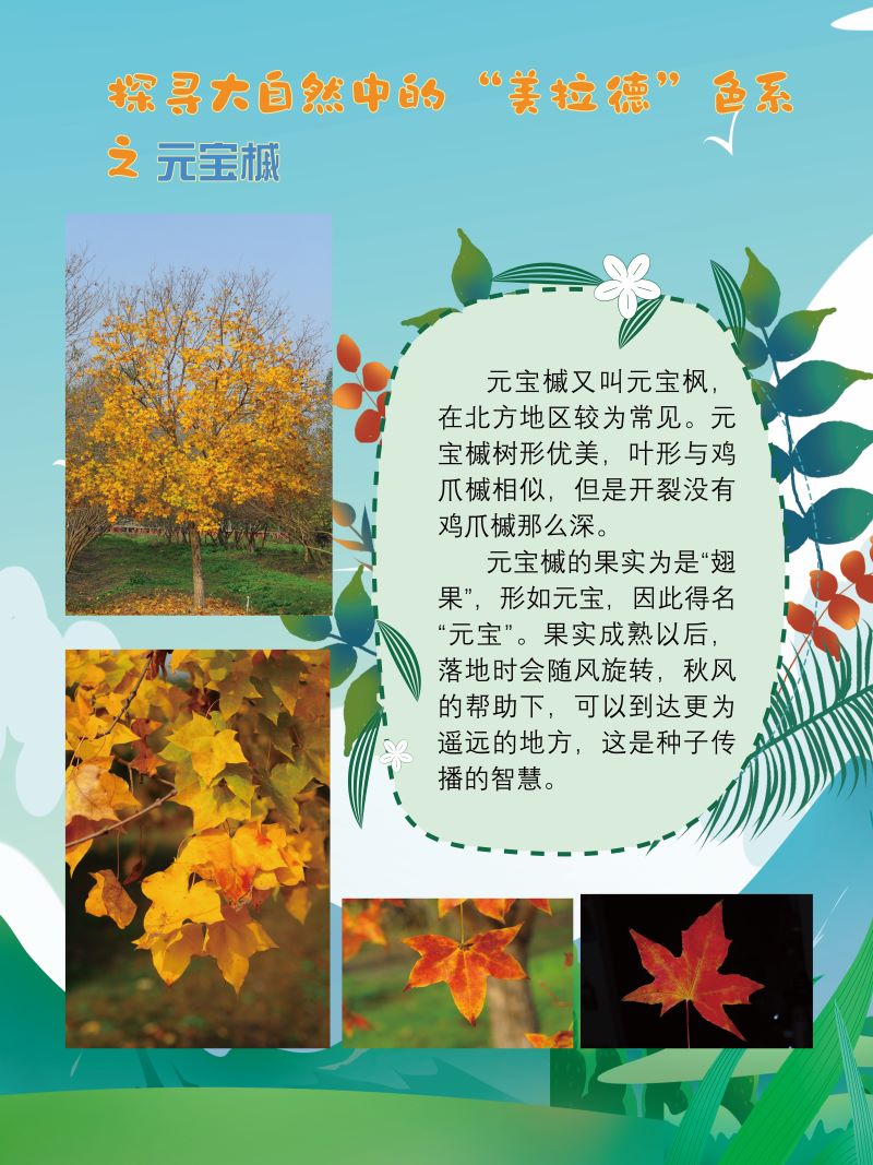 0273-探寻大自然中的“美拉德”色系(植物篇)(韩玉洁、张文文、朱晓彤)(图文)7.jpg