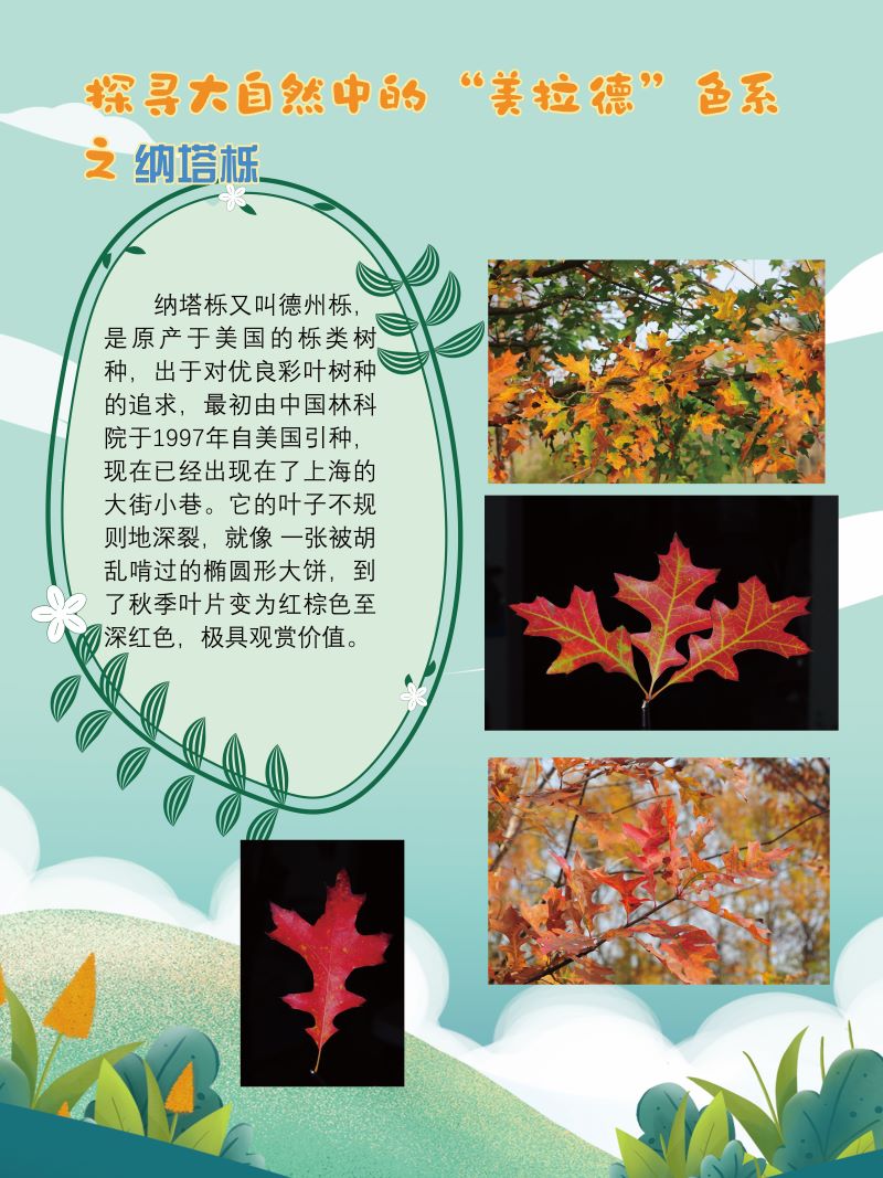 0273-探寻大自然中的“美拉德”色系(植物篇)(韩玉洁、张文文、朱晓彤)(图文)8.jpg