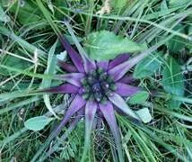 草地上有紫色的花 描述已自动生成